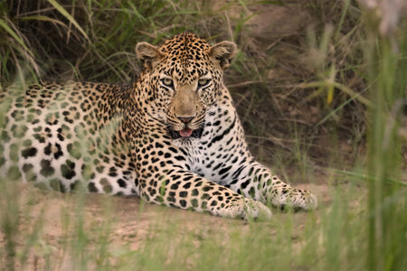 Leopard is laying in the grass, looking at the camera. Fauna of South Africa. The scene is peaceful...