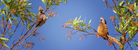 two speckled mouse birds on a tree branch in Africa. The sky is clear and blue, and the birds are...