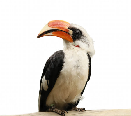 Close-up portrait of Toucan. A bird with a large beak sitting on a wooden log. The bird is black and white with a red beakの写真素材