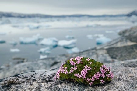 Moss Campion, Silene Acaulis in Greenland. The plant of the Arctic zone of the Northern Hemisphere blooms with purple flowers. Small pink flower is growing on a rockの写真素材