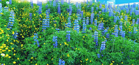 Tickets of blue lupine with yellow buttercups. Wild flowers growing in a sunny day. Field of bluebonnets - the state flower of Texasの写真素材