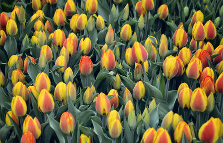 Floral background of red and yellow tulips. Beautiful fresh and vivid yellow an red tulips bunch.の写真素材