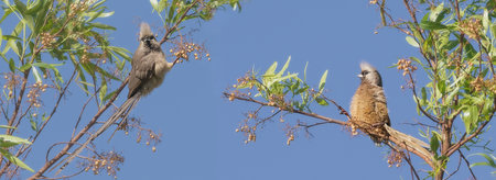two speckled mouse birds on a tree branch in Africa. The sky is clear and blue, and the birds are enjoying the sunny day. Speckled mousebird (Colius striatus)の写真素材