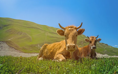 Cow in a green meadow. Green pasture. Cows In An Alpine Meadowの写真素材