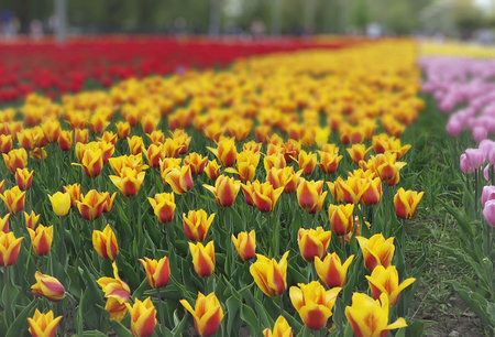 Istanbul. Spring Time Colorful Tulips Garden Patchwork.の写真素材