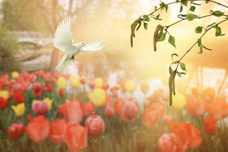 Spring background with tulips and flying white pigeon. White dove flying among colorful tulips in a serene gardenの写真素材