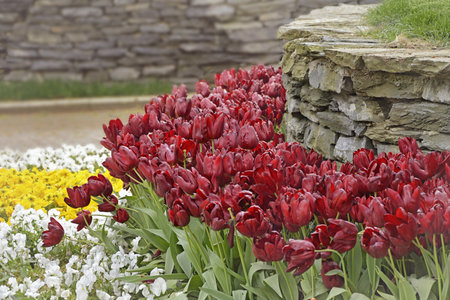 Spring flowers are growing in the park. Vibrant colorful, spring tulips growingの写真素材