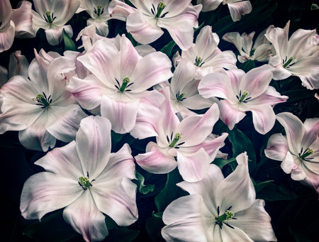 Close up on fresh tulips bouquet. Spring background with beautiful tulipsの写真素材