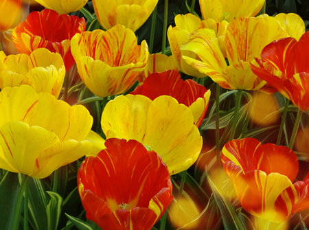 Close up on fresh tulips bouquet in warm sunlight. Spring background with beautiful yellow tulipsの写真素材