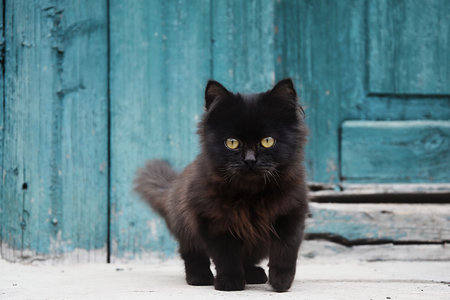 Adorable fluffy black kitten stepped out for a walk. Beautiful curious small kitty walking outdoors. Love for pets concept. Selective focus.の写真素材