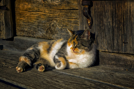 A fluffy tricolor cat sleeps on the porch of a wooden house. Happy Calico Cat. Calm domestic cat sleeps, rests, enjoying the warm day. Calmness, serenity, leisure.の写真素材