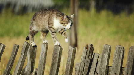Cat on wooden fence. Tabby cat lounging on a wooden fence on a sunny day in a quiet neighborhoodの写真素材