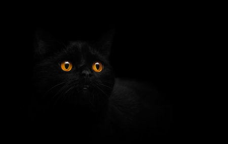 Closeup photo of black cat with yellow eyes. Black cat with striking yellow eyes against a dark...