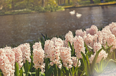 Beautiful spring flowers near pond in Keukenhof park in the Netherlands Holland. Flowering pink hyacinths on the banks of the pondの写真素材