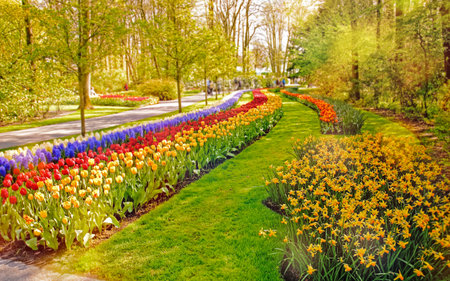 Colorful fresh flowers in Keukenhof Park, Netherlands. Beautiful spring flowers in Keukenhof parkの写真素材