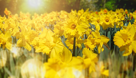 Lush bloom of yellow spring flowers of daffodils. Glowing daffodil field bathed in warm golden sunlightの写真素材