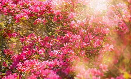 Pink azaleas bush. Blooming flowers in Keukenhof park in the Netherlands, Europeの写真素材