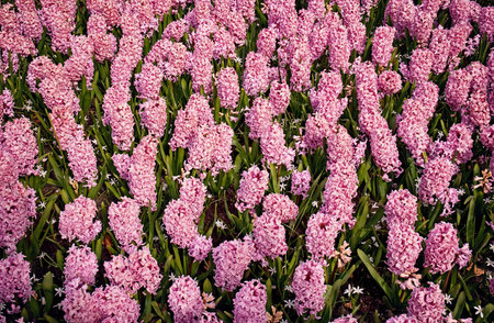 Spring Flower Fields in Patterns. Natural backgrounds from pink hyacinths. A lot of pink hyacinths blooming in the parkの写真素材