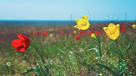Wild yellow tulips growing in the steppe. Tulipa hypanica is an early-growing perennial plant. Steppe plants need protectionの写真素材