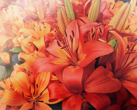 Bouquet of red lilies close-up. Oriental Hybrid Lily close up. Background texture plant fire lilyの写真素材