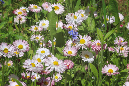 Daisies in a garden. The botanical name Bellis perennis, known as English Daisy or Lawn Daisy. Spring Background with daisies.の写真素材