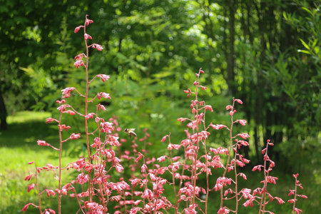 Heuchera (alumroot or coral bells) in the family Saxifragaceae. Blooming heuchera flowers in the garden in early summer - nature backgroundの写真素材