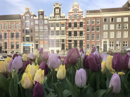 Tulips blooming on canal in Amsterdam with traditional Dutch buildings in the background. Amsterdam tulips in springの写真素材