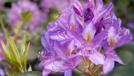 A close-up of the beautiful azaleas in the Amstelpark of Amsterdam.の写真素材