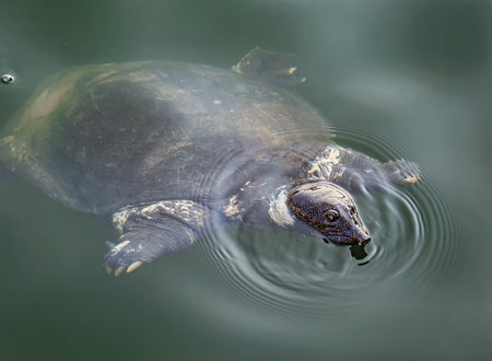 An African softshell turtle (Trionyx triunguis) swimming. Dalaman, Turkey.の写真素材