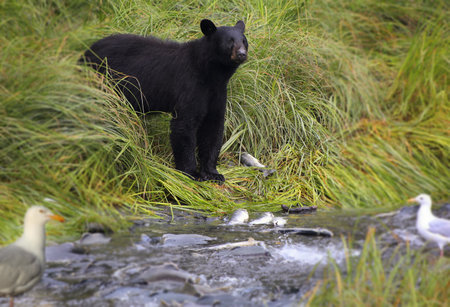 Black bear searching for salmon, Alaska. This Black Bear has a lot of Salmon to choose from in this creek.の写真素材