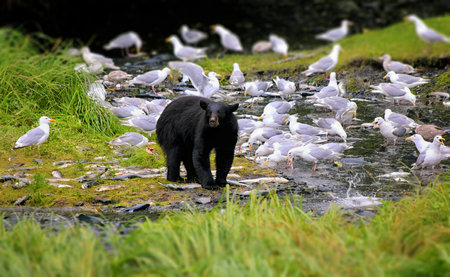 Black bear searching for salmon in Alaska near Valdiz city. This Black Bear has a lot of Salmon to choose from in this creek.の写真素材