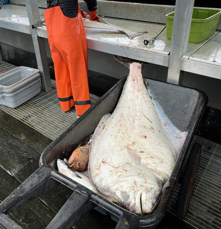 Seward Alaska. Exceptional fishing opportunities in one of the most beautiful places in Alaska. Cutting freshly caught fish.の写真素材