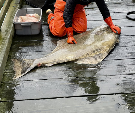 Seward Alaska. Exceptional fishing opportunities in one of the most beautiful places in Alaska. Cutting freshly caught fish.の写真素材