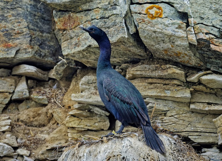 A pelagic cormorant (Urile pelagicus) on a rocky wall. Female pelagic cormorant is sitting in a nest on a rock on a sunny dayの写真素材
