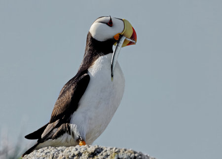 Puffin Feeding Sand Eels Fish. Atlantic Puffin (Fratercula arctica) delivering sand eels to young. Close-up portrait of a puffin with a fish in its beak.の写真素材