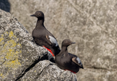 A pair of Common Guillemot, Uria aalge. Arctic black and white birds perched on a rock, a natural habitat on Seaside Cliffs in the Svalbard Islands in Norwayの写真素材