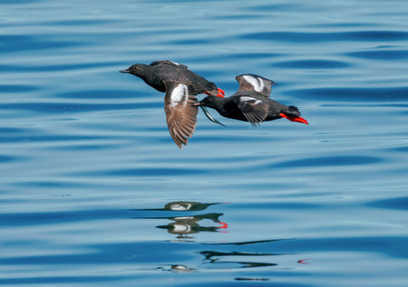 Brunnich s guillemot Uria lomvia. A pair of black and white birds over turquoise water. Arctic birds.の写真素材