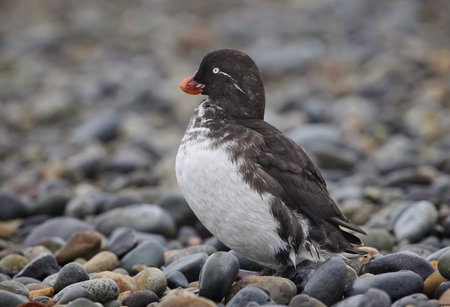 Parakeet auklet or Aethia psittacula. A small seabird from the family, living in the North Pacific Ocean. Nests on islands located away from Alaska and Kamchatkaの写真素材