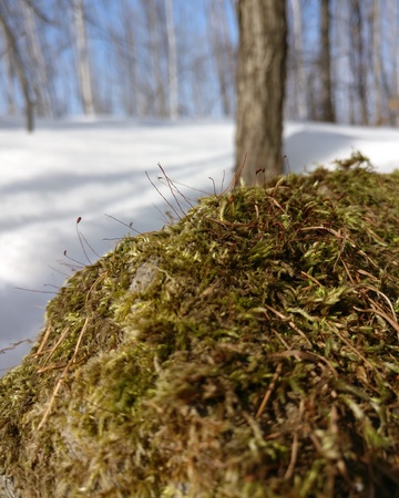 A small piece of spring makes its way through the passing fierce winterの写真素材