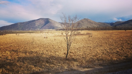 A solitary birch tree among the mountains and fields of our vastの写真素材