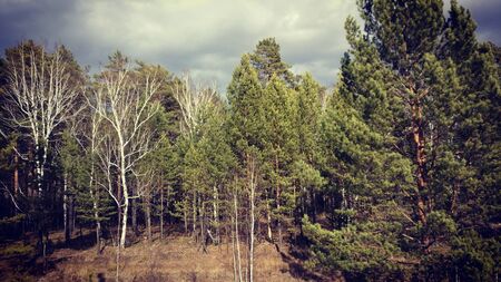 Russian forest. Powerful and beautiful trees are posing for meの写真素材