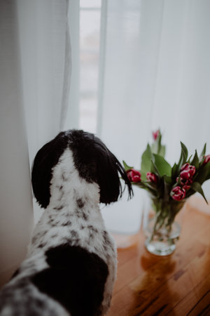 Dog looking out of the window and tulips in a vaseの写真素材
