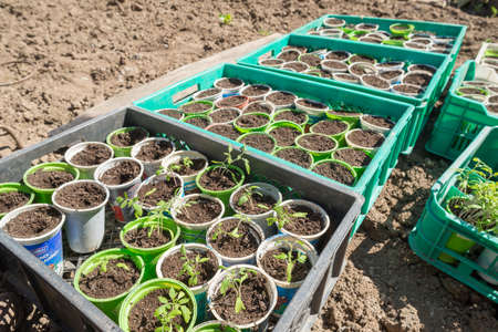 Spring is the time for planting of seedlings. These organic bio tomato plants are processed to individual plots by hand. The cultivation of tomato requires patience, attention and dedication.の写真素材