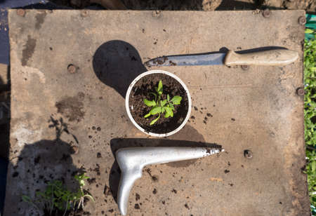Spring is the time for planting of seedlings. These organic bio tomato plants are processed to individual plots by hand. The cultivation of tomato requires patience, attention and dedication.の写真素材
