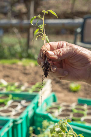 Spring is the time for planting of seedlings. These organic bio tomato plants are processed to individual plots by hand. The cultivation of tomato requires patience, attention and dedication.の写真素材