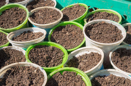 Spring is the time for planting of seedlings. These organic bio tomato plants are processed to individual plots by hand. The cultivation of tomato requires patience, attention and dedication.の写真素材