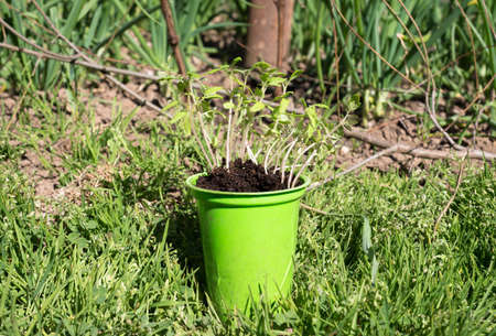 Spring is the time for planting of seedlings. These organic bio tomato plants are processed to individual plots by hand. The cultivation of tomato requires patience, attention and dedication.の写真素材