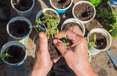 Spring is the time for planting of seedlings. These organic bio tomato plants are processed to individual plots by hand. The cultivation of tomato requires patience, attention and dedication.の写真素材
