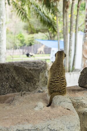meercat standing lookoutの写真素材