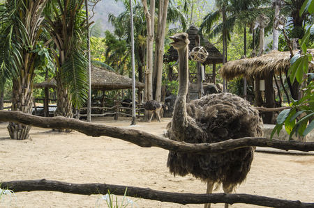 ostrich neck park national birdの写真素材